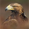 Golden Eagle (Aquila chrysaetos) close-up portrait of adult. Scotland.